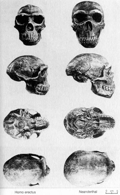Image result for Homo erectus and Neanderthal skulls compared