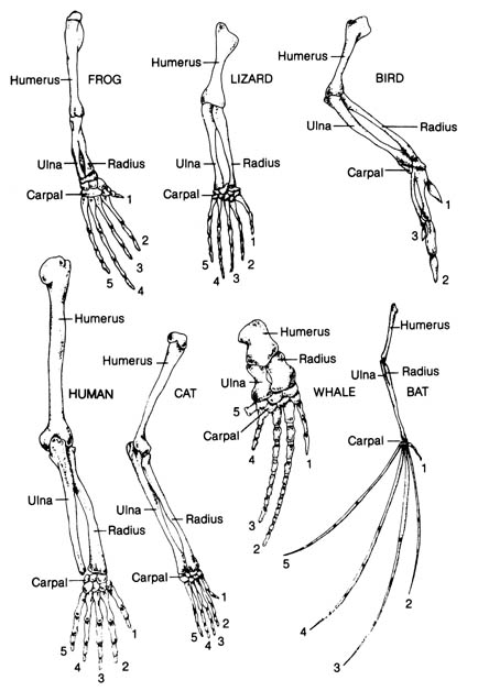 What are the differences and similarities between a frog and a human?