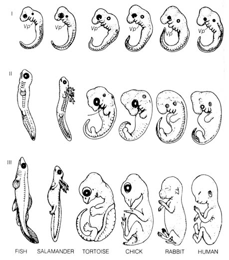 A comparison of vertebrate embryos at three stages of development.