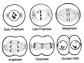 What is the correct sequence of stages in mitosis?   okela