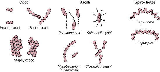 bacterial shapes