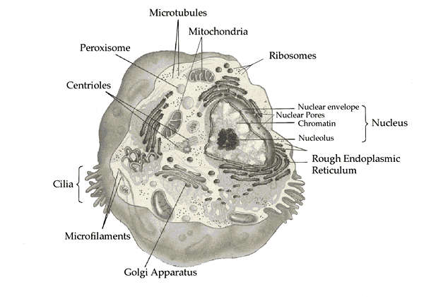 †Organelles of a Eukaryotic Animal Cell47