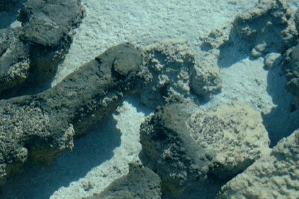 stromatolite-&-fish.gif
