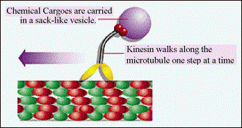 Kinesin Molecule